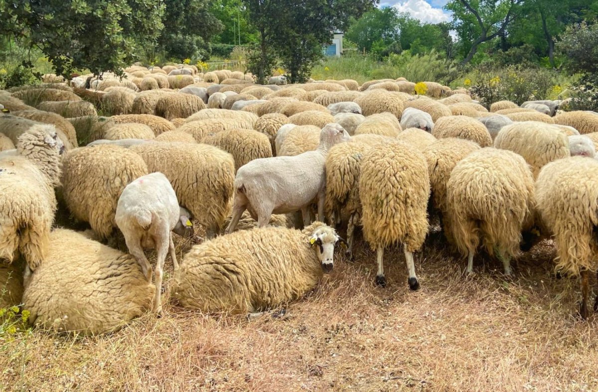 Algete apuesta por el «desbroce ecológico» soltando más de 700 ovejas en un parque 