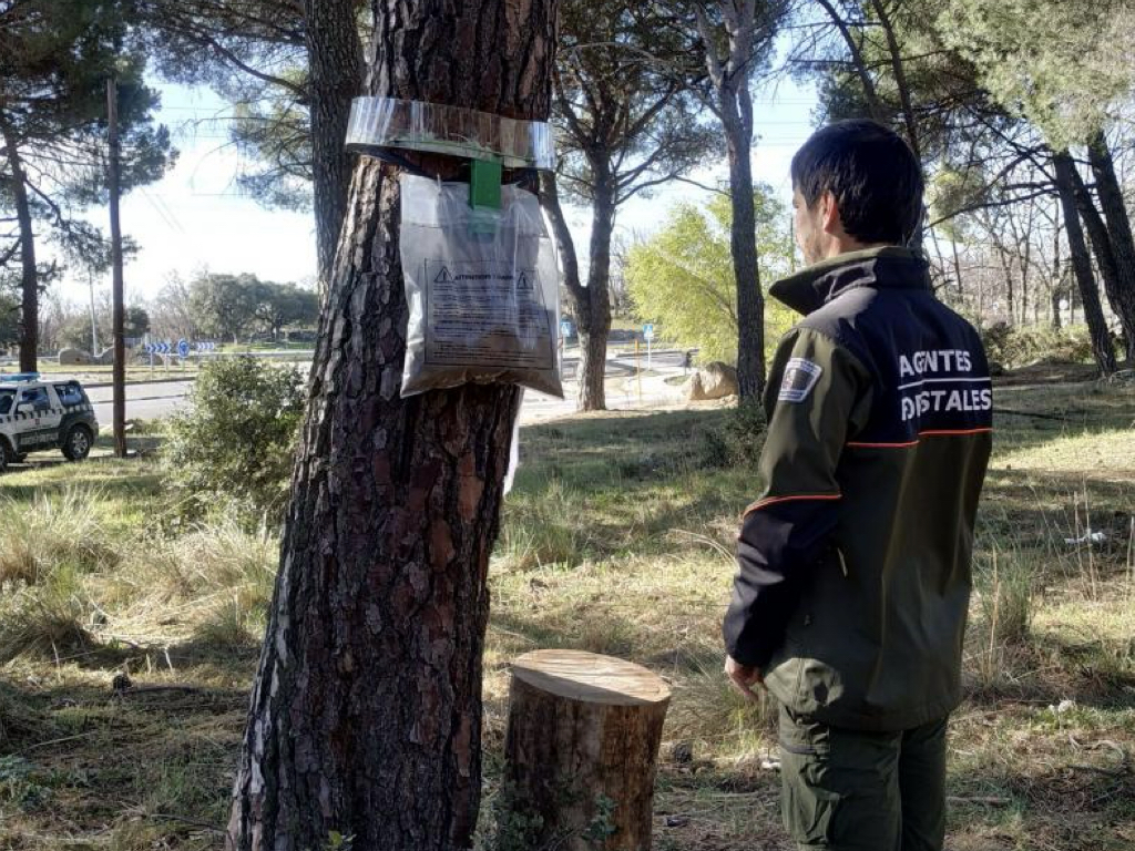 El 112 de la Comunidad de Madrid alerta: «Cuidado con la oruga procesionaria que está proliferando en las últimas semanas»