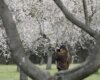 El espectacular paisaje de floración de los 1.900 almendros de la Quinta de los Molinos de Madrid