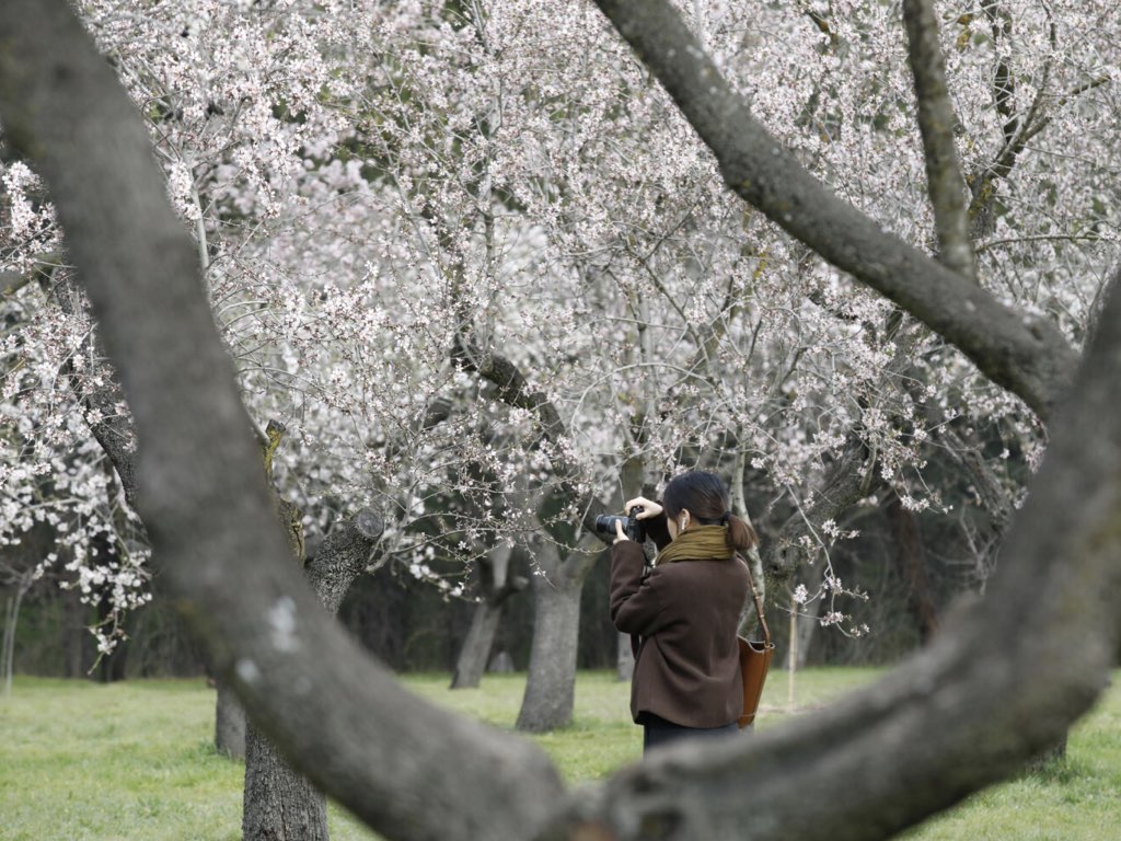 El espectacular paisaje de floración de los 1.900 almendros de la Quinta de los Molinos de Madrid